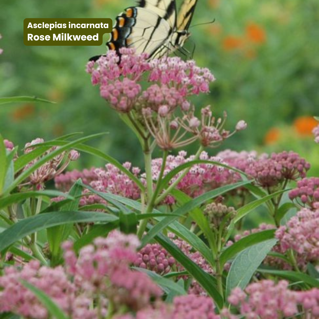 BloomBox: Native Seeds for the Mid-Atlantic ~900 Sq Ft Coverage