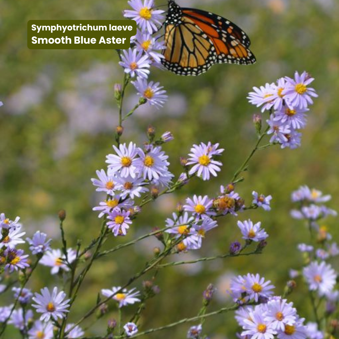 BloomBox: Native Seeds for the Mid-Atlantic ~900 Sq Ft Coverage