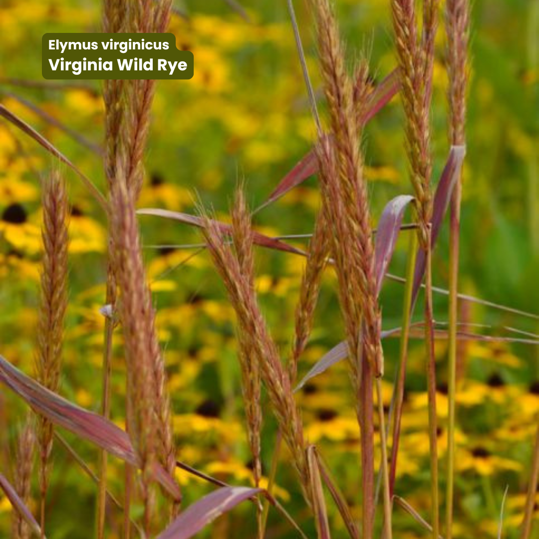 BloomBox: Native Seeds for the Mid-Atlantic ~900 Sq Ft Coverage